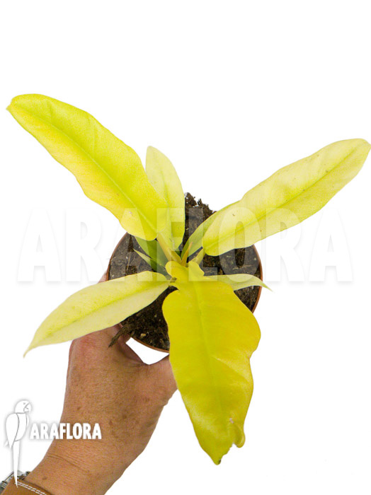 Philodendron ‘Yellow saw’