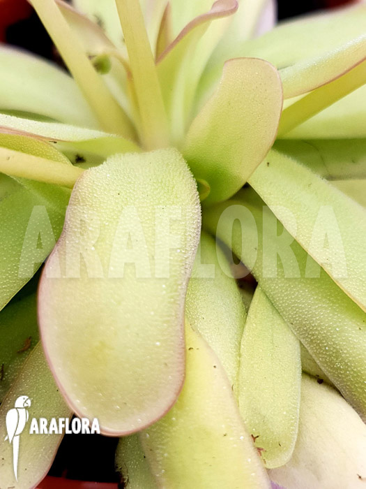 Pinguicula x ‘Anna’