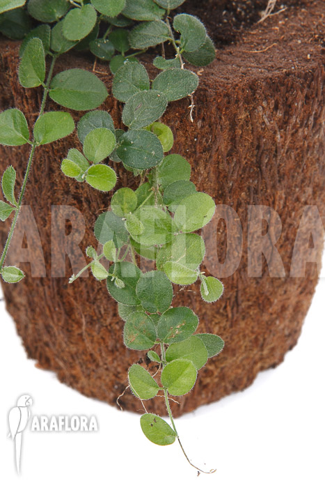 Plant species a2 costa rica