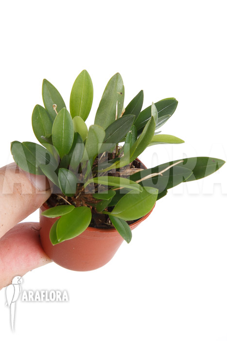 Pleurothallis corniculata