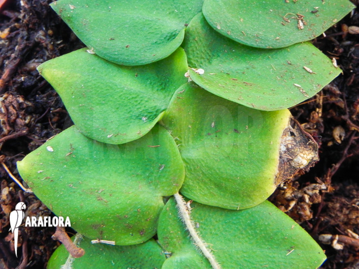 Rhaphidophora celatocaulis ‘Small species’