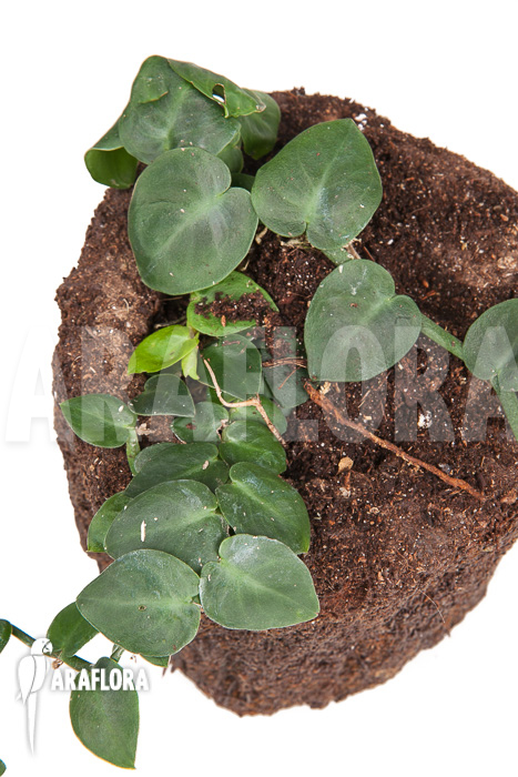 Rhaphidophora celatocaulis ‘Small species’ ‘L’