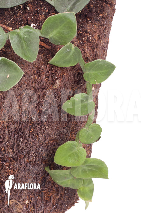 Rhaphidophora celatocaulis ‘Small species’ ‘L’