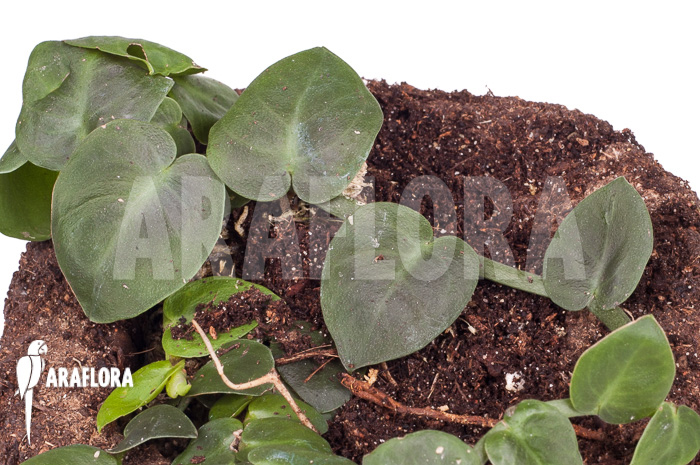 Rhaphidophora celatocaulis ‘Small species’ ‘L’