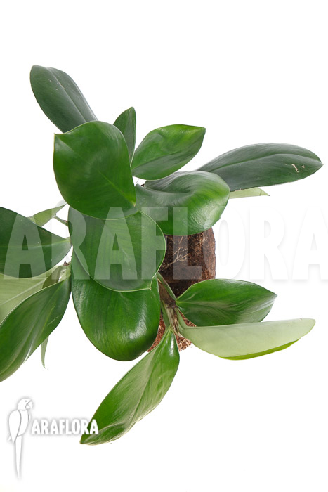 Rhaphidophora hongkongensis