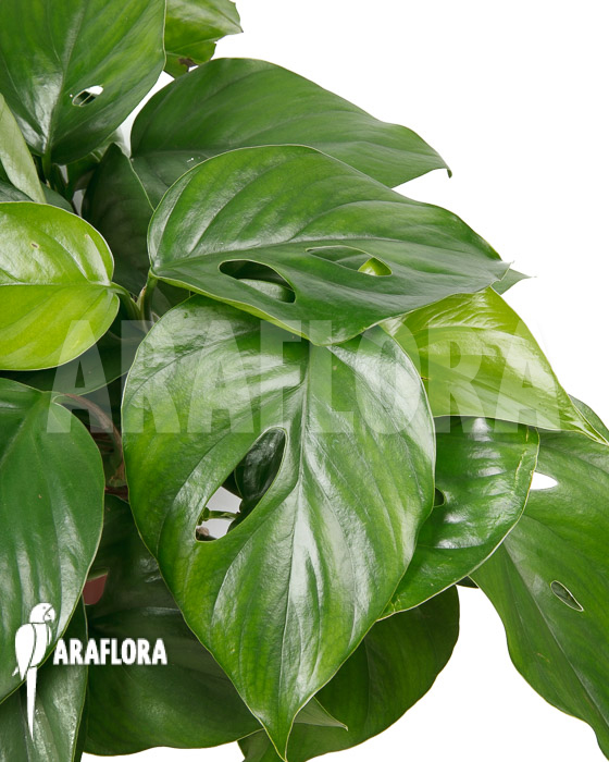 Rhaphidophora pertusa