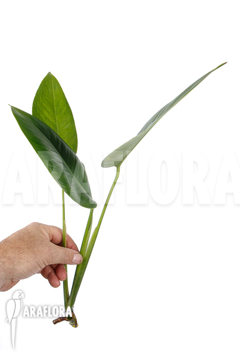 Rhodospatha latifolia ‘rooted cutting’