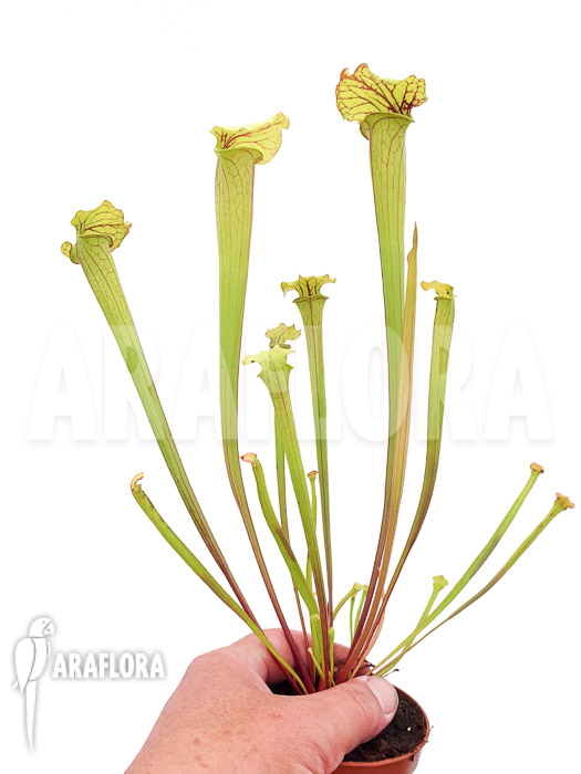 Sarracenia flava aff. Ornata (type C)