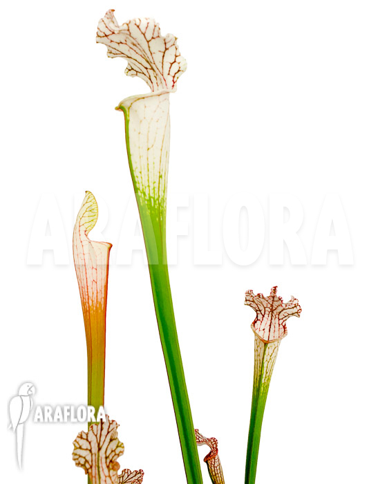 Sarracenia leucophylla ‘Red Line’