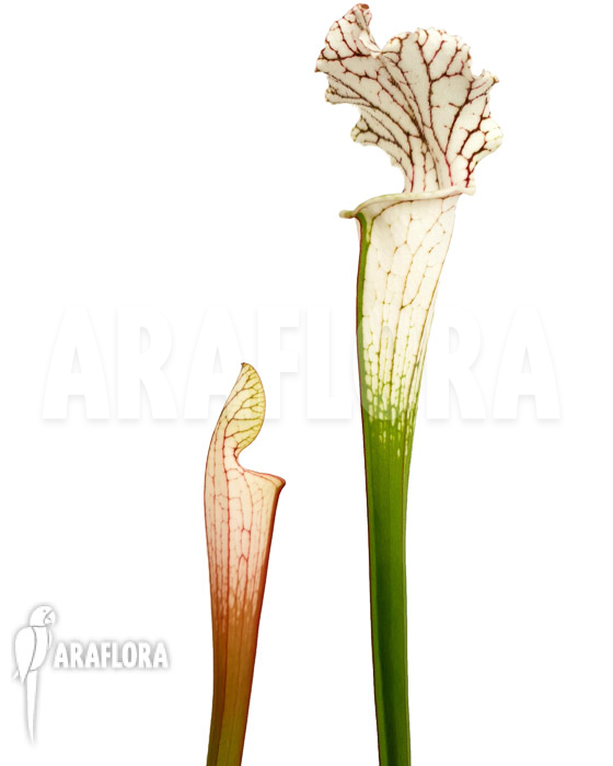 Sarracenia leucophylla ‘Red Line’