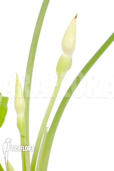 Schismatoglottis wallichii (long leaf) L