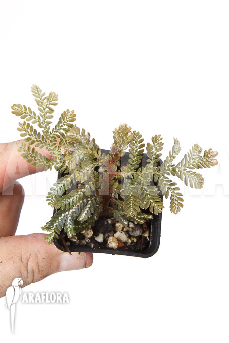 Selaginella picta
