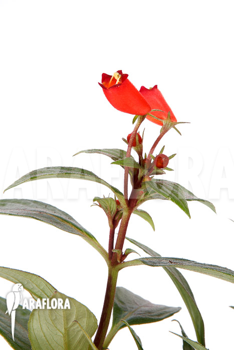 Sinningia sylvatica ‘Seemannia’