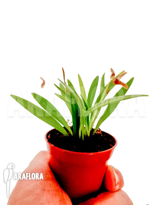 Specklinia brighamii