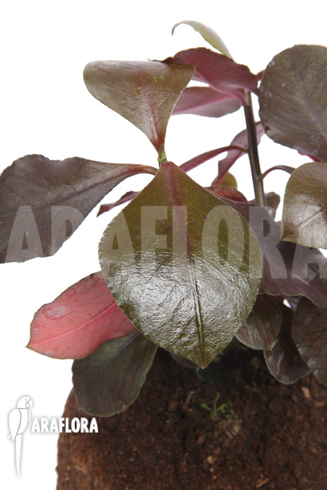 Synadenium grantii ‘rubra’