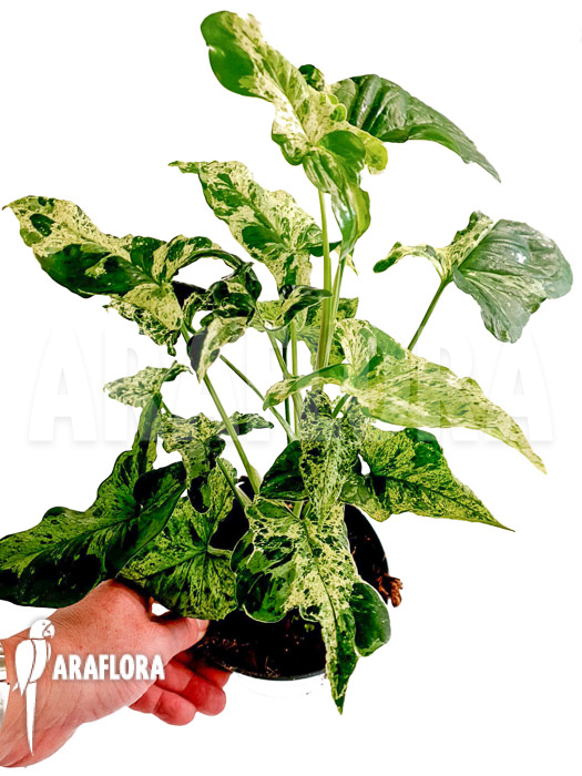 Syngonium ‘mottled mojito’