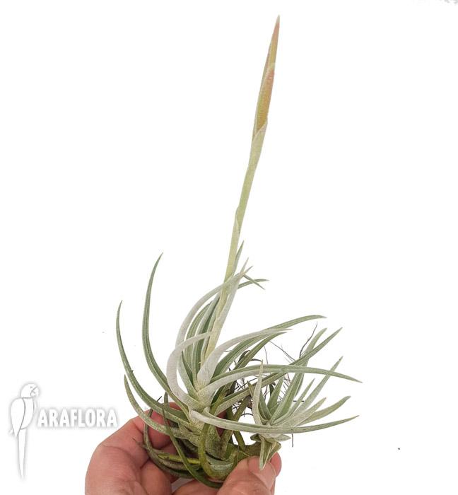 Tillandsia glabrior2