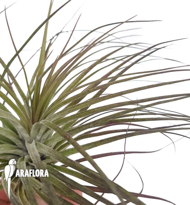 Tillandsia stricta ‘silver’ 3