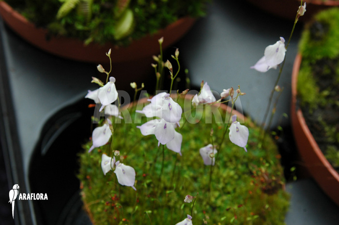 Utricularia pubescens serra do araca pot