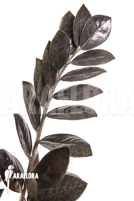 Zamioculcas zamiifolia ‘Raven’