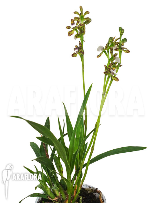 Zygopetalum microphytum