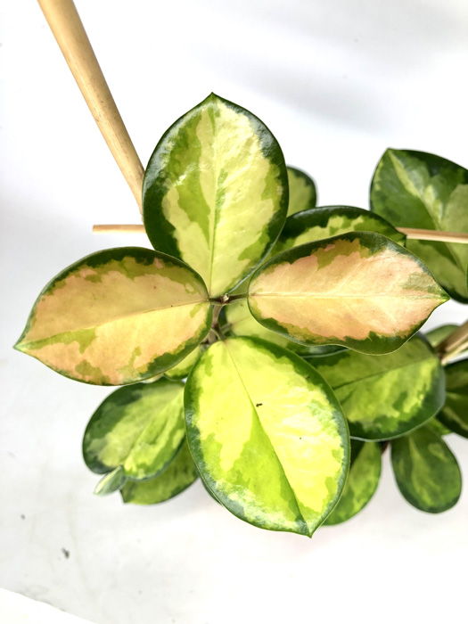 Hoya australis ‘Lisa’ ‘M’