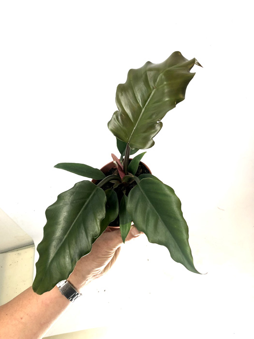 Philodendron ‘Saw’