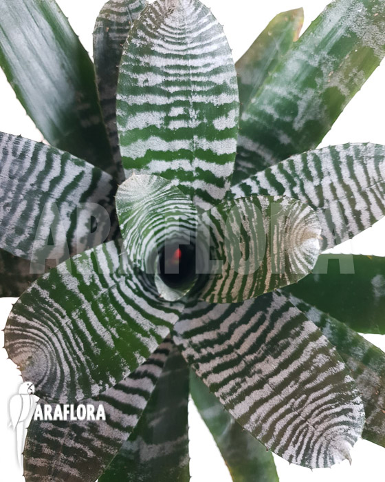 Aechmea chantinii ‘Large’