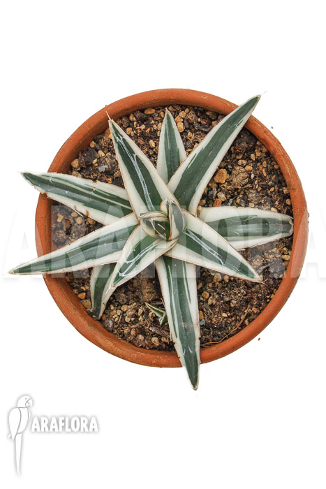 Agave victoriae reginae ‘White rhino’ ‘M’