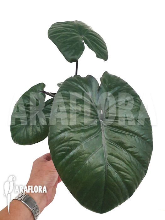 Alocasia ‘Chocolat green’