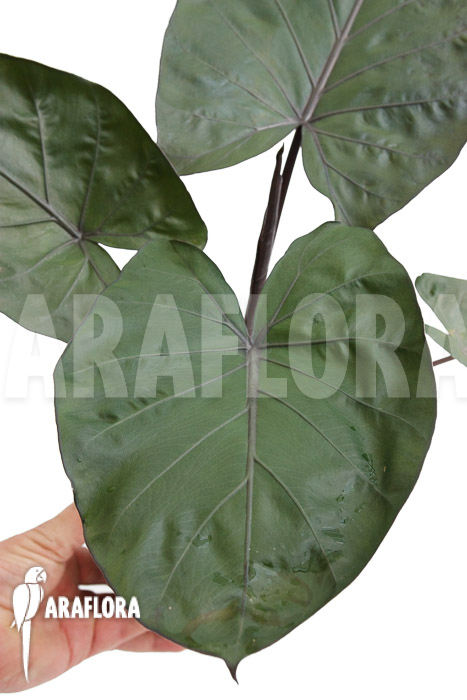 Alocasia ‘Metalhead’