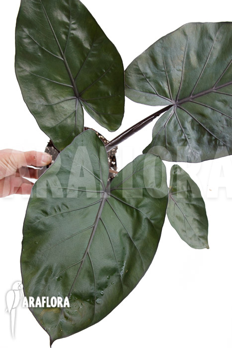 Alocasia ‘Metalhead’