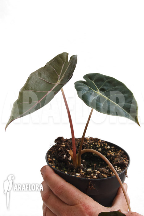 Alocasia ‘Purple Prince’