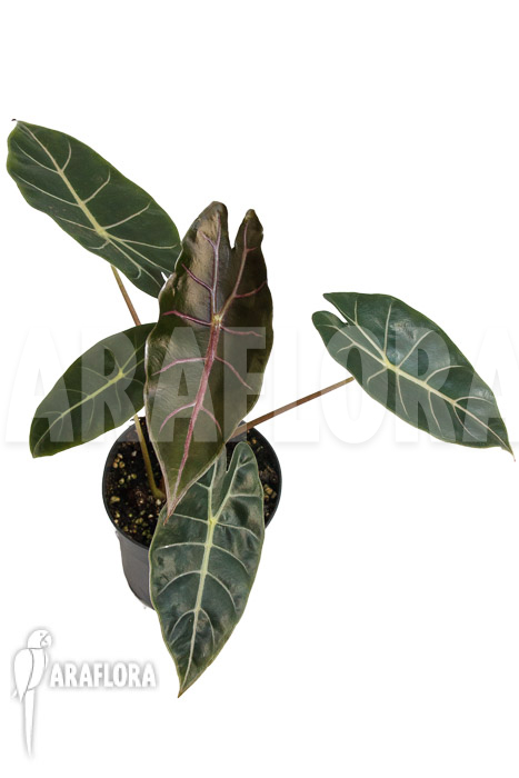 Alocasia ‘Purple Prince’