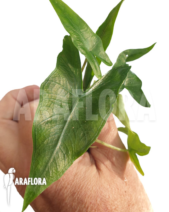 Alocasia ‘Sabrina’ ‘Starter’