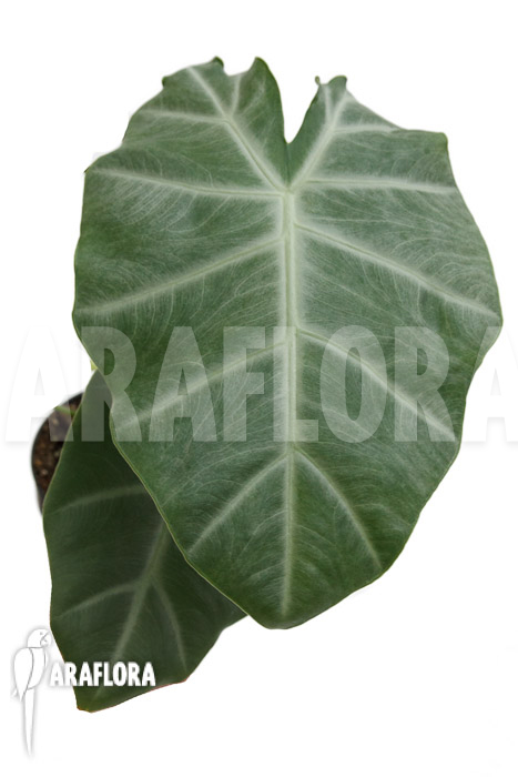Alocasia ‘Silver Feathers’