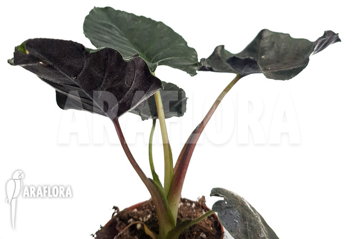 Alocasia chienlii ‘antoro velvet’