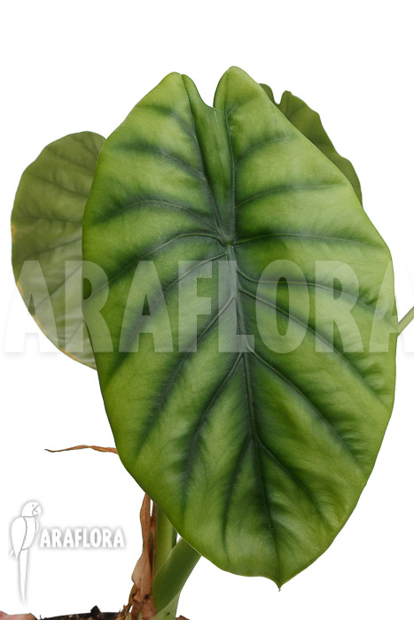Alocasia clypeolata ‘Green Shield’