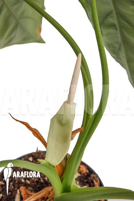 Alocasia clypeolata ‘Green Shield’