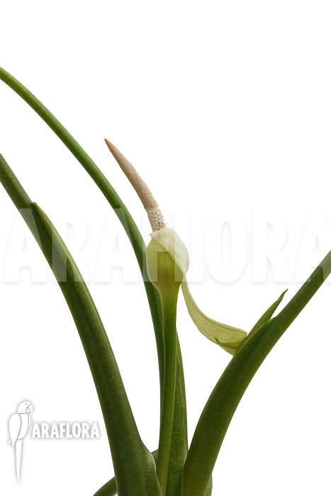 Alocasia clypeolata ‘Green Shield’