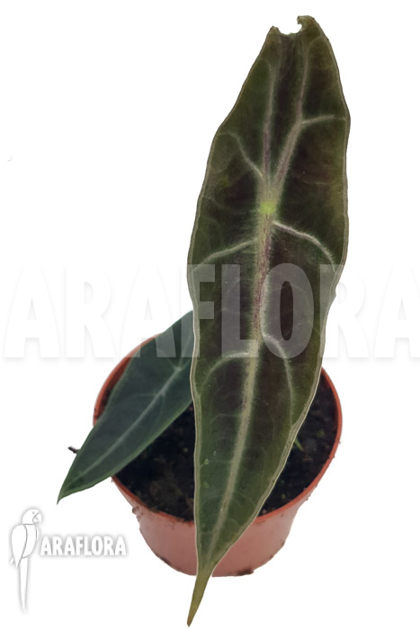Alocasia longiloba ‘purple’