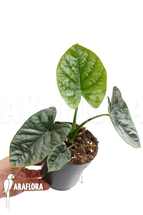 Alocasia ‘Lukiwan-Lucky One’