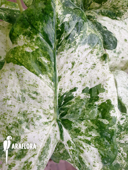 Alocasia macrorrhizos ‘Splash’