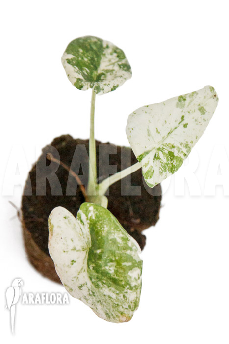 Alocasia odora ‘Batik’