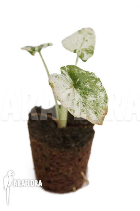 Alocasia odora ‘Batik’