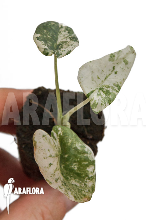 Alocasia odora ‘Batik’