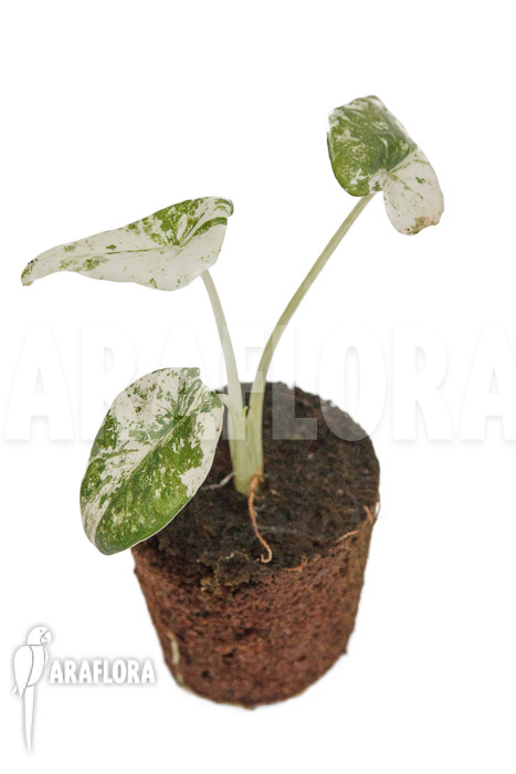 Alocasia odora ‘Batik’