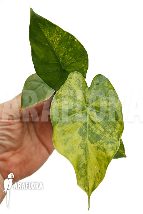 Alocasia odora aureovariegata