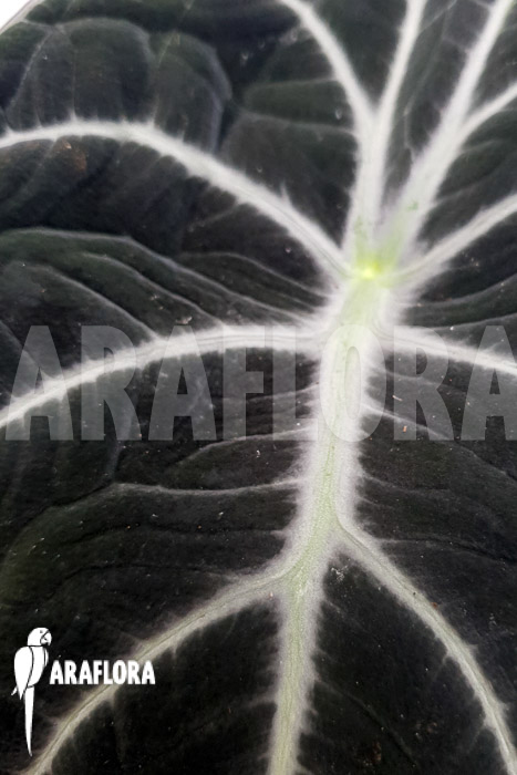 Alocasia reginula ‘Black Velvet’