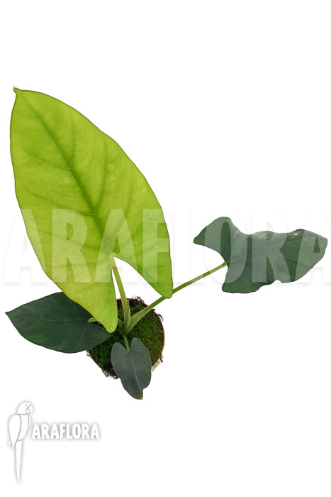 Alocasia scabriuscula